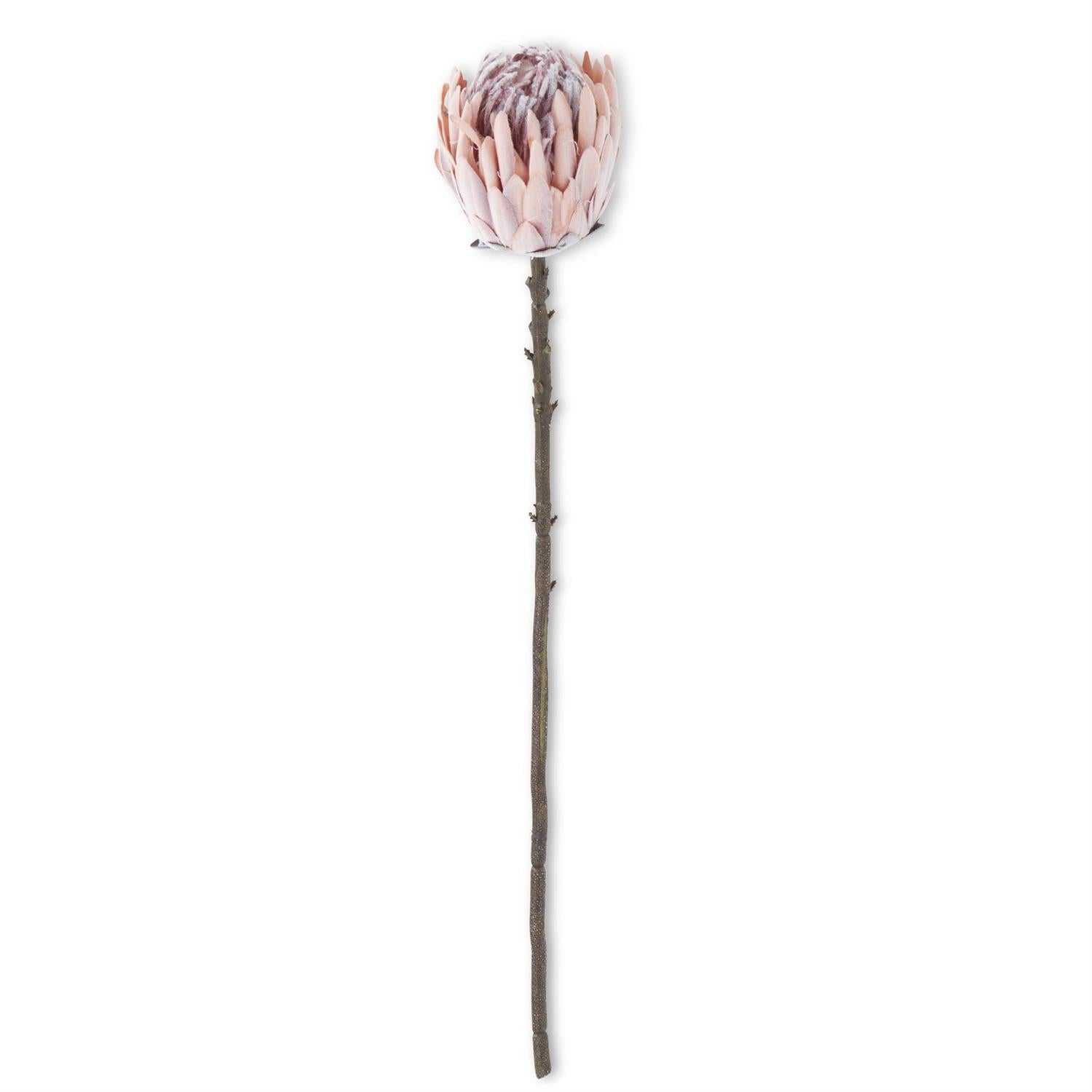 Pink King Protea Stem - 26in